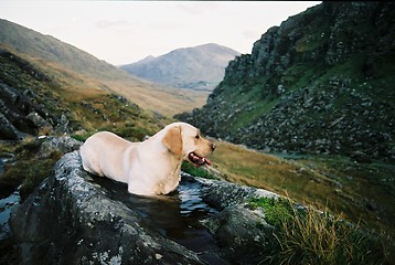 Image showing dog in the water