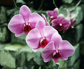 Image showing rose orchid