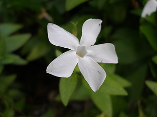 Image showing white flower