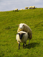 Image showing sheep on pasture