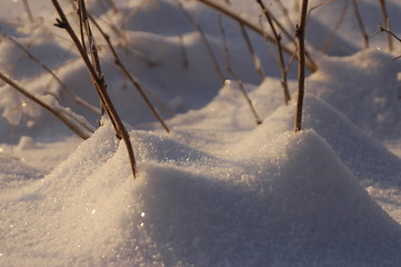 Image showing Gras in the snow