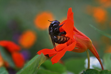 Image showing bumblebee