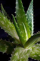 Image showing Aloe Vera (Aloe Barbadensis Miller)