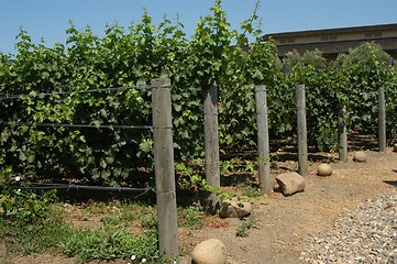 Image showing California vineyard