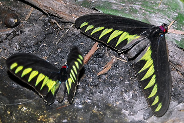 Image showing butterfly