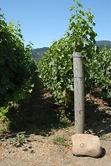 Image showing California vineyard