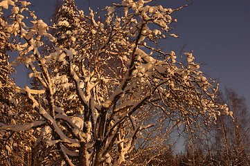 Image showing Winter tree