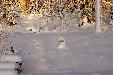 Image showing Rabbit trace in the snow