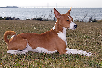 Image showing Basenji Dog