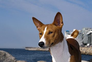 Image showing Basenji Dog