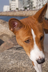 Image showing Basenji Dog