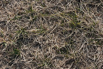 Image showing Dry Grass