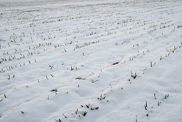 Image showing Snowy field