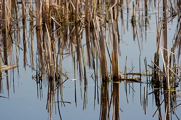 Image showing Swamp