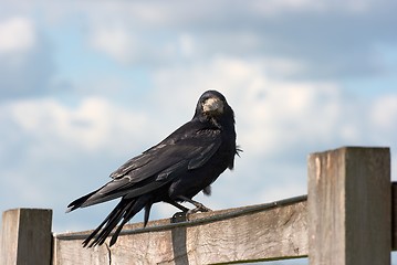 Image showing Crow