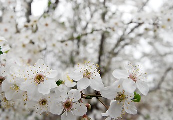 Image showing Flowers