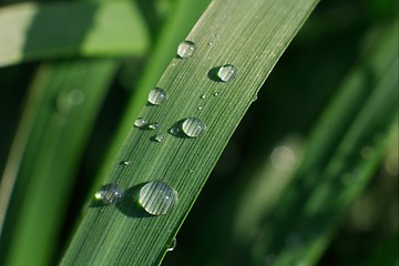 Image showing Grass