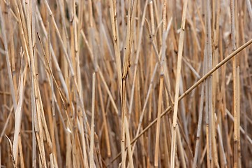 Image showing Reed