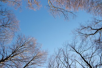 Image showing Treetops