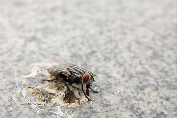 Image showing Fly