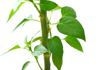 Image showing Plant