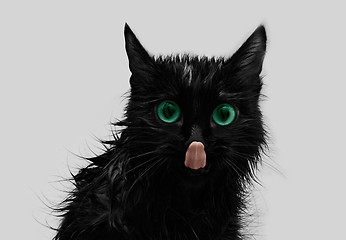 Image showing Licking black cat