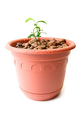 Image showing Baby plant in small flower pot