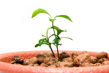 Image showing Close-up of baby plant in small flower pot.