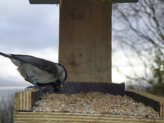 Image showing Bird