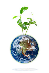 Image showing Baby plant growing from the earth