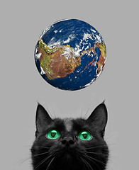 Image showing cat playing with earth