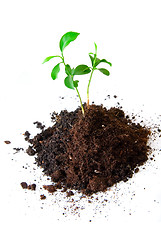 Image showing Baby plant in soil