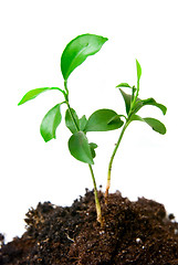 Image showing Young plant with dirt