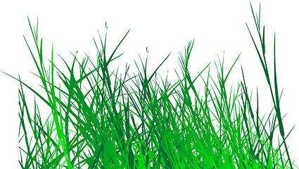 Image showing grass vector