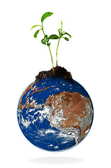 Image showing Baby plant growing from the earth