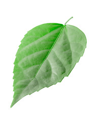 Image showing Green leaf 