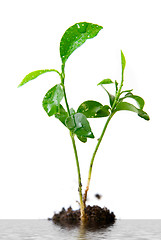 Image showing Plant in soil