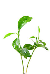 Image showing Young green plant of orange tree 