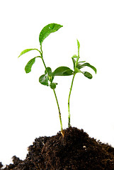 Image showing Plant in soil