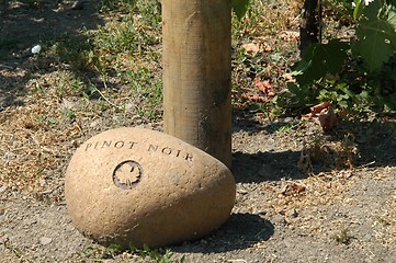 Image showing Pinot Blanc vineyard