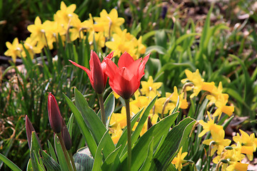 Image showing Tulip (Tulipa)