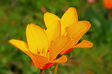 Image showing Tulip (Tulipa)