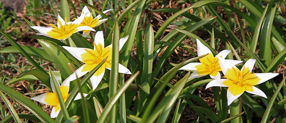Image showing Tulip (Tulipa)