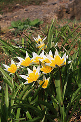 Image showing Tulip (Tulipa)