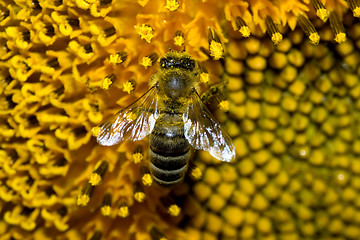 Image showing bee working on a sunflower