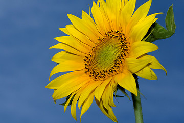 Image showing yellow sunflower against a sky background