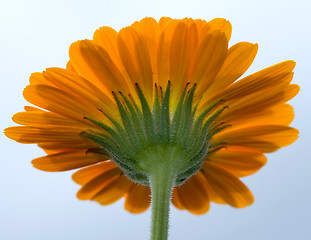 Image showing back of a yellow gerbera flower