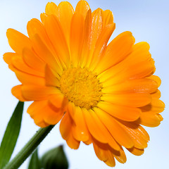 Image showing Closeup photo of yellow daisy-gerbera