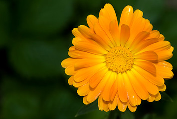 Image showing picture of a beautiful yellow gerbera