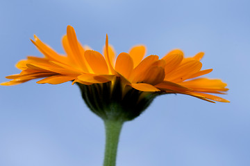 Image showing A yellow Gerbera sunflower against blue sky